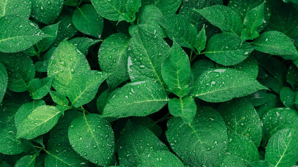 Dietro le quinte di Greenspi: come nasce una miscela consapevole